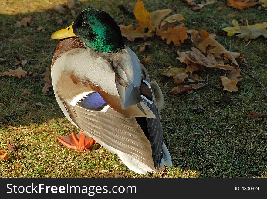 A small duck in a park