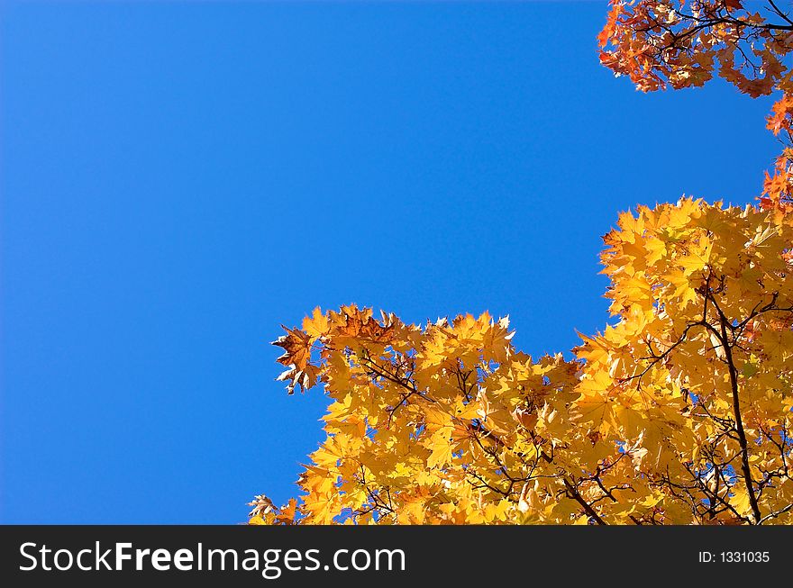 Autumn orange maple leaves diagonal. Autumn orange maple leaves diagonal