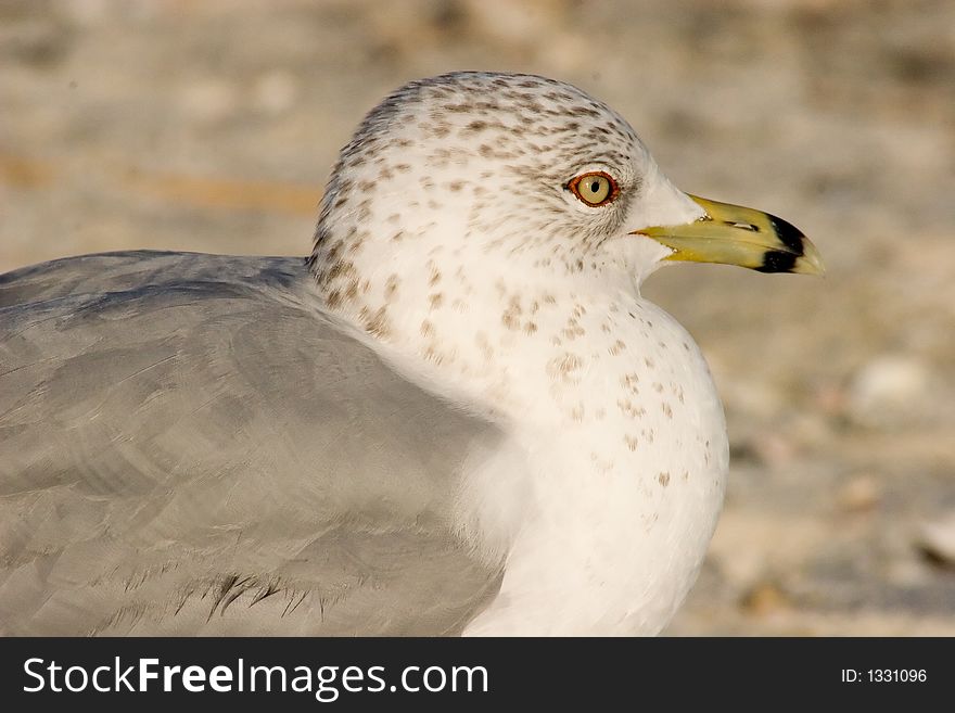 Ring-billed Gull