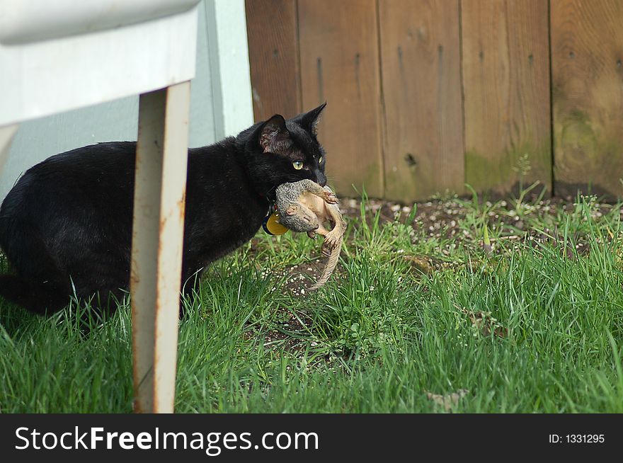 A housecat found an abandoned newborn squirrel. A housecat found an abandoned newborn squirrel.