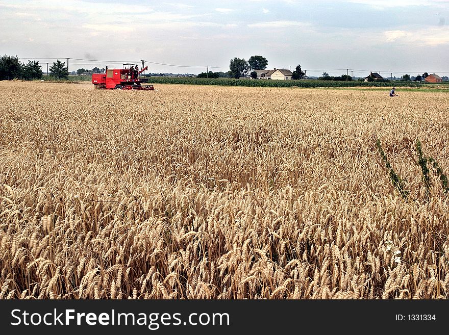 Ripe ears of wheat with farms and combine harvester in the background