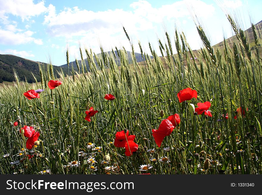 Captured in Castelluccio - Italy - field with poppies