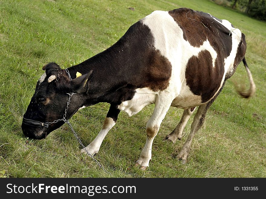 Animal, cow grazing on a field, meadow