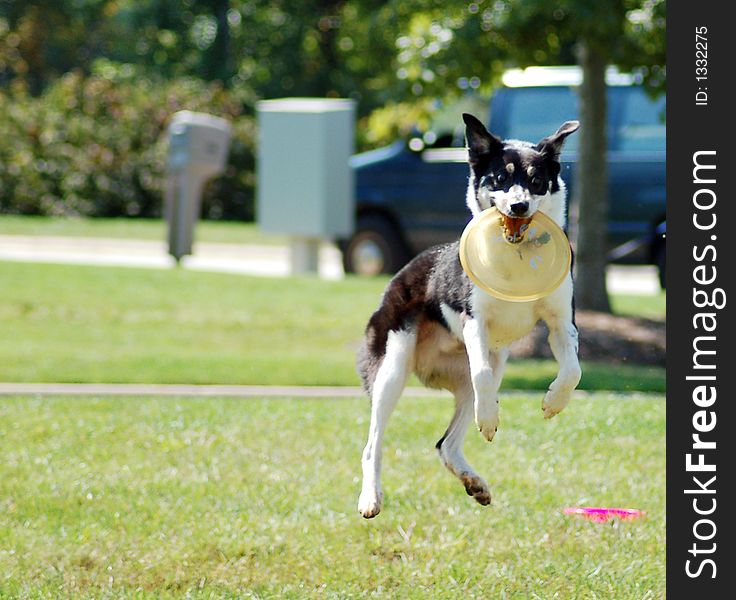 A black and white dog catching a frisbee in midair. A black and white dog catching a frisbee in midair.