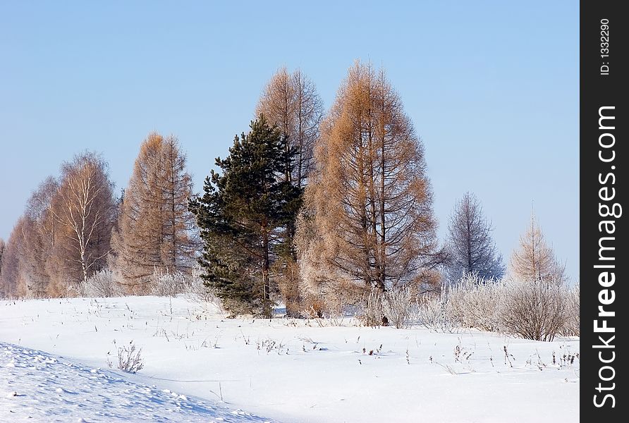 Frosten trees blue sky at background. Frosten trees blue sky at background