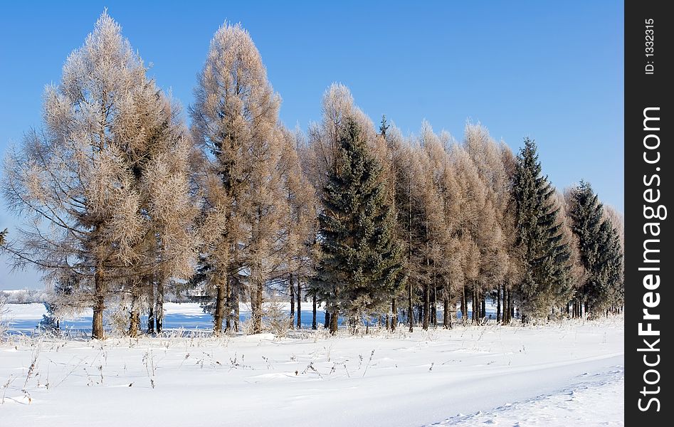 Frosten trees with clear blue sky at bacground