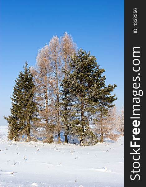 Frosten trees with blue sky at background, Winter landscape. Frosten trees with blue sky at background, Winter landscape
