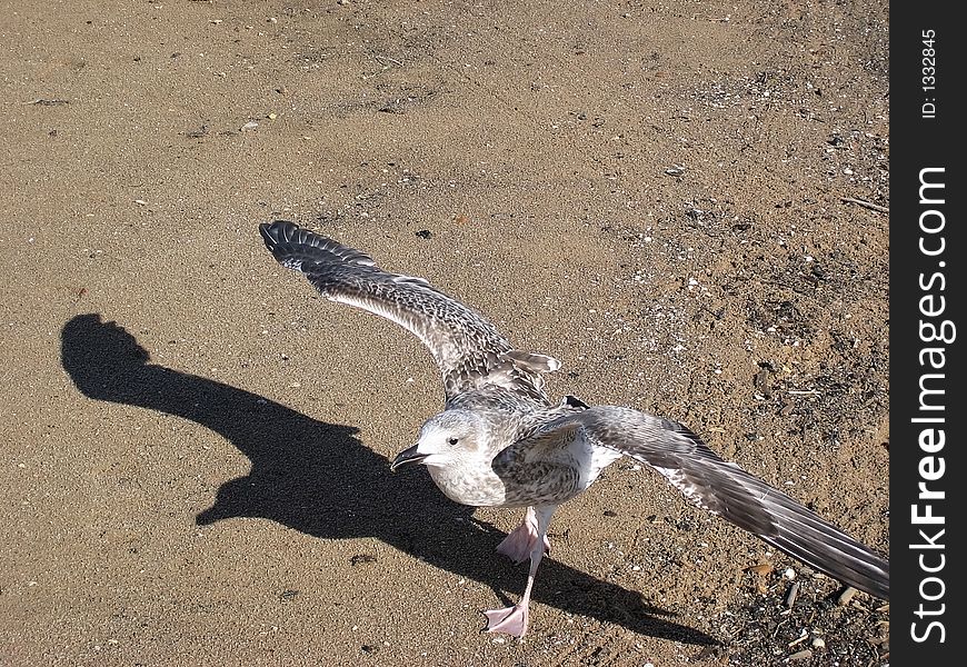 The young nestling of gull straightened wings. The young nestling of gull straightened wings.