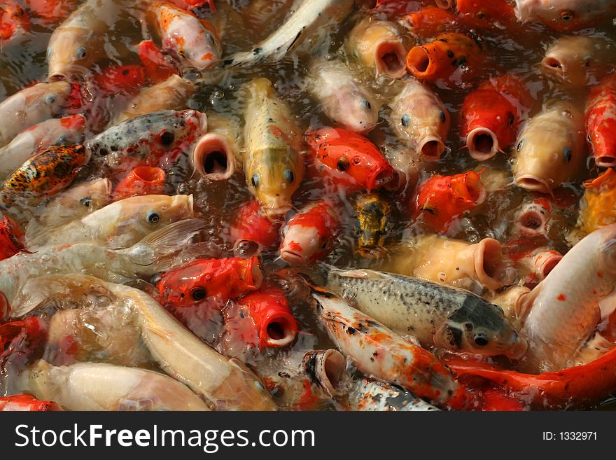 Crowd of khoi fishes feeding
