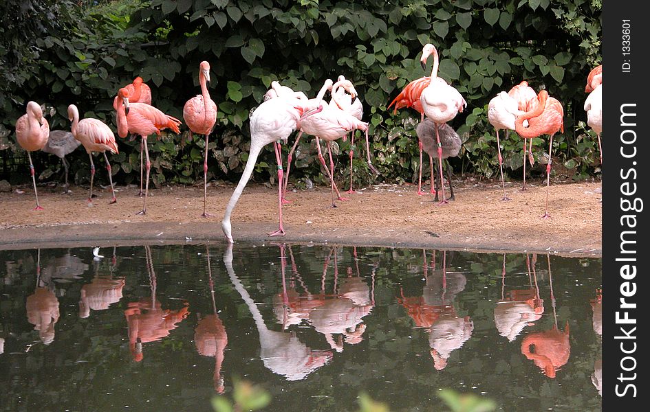 Flamingos reflected on the small lake  captured at a zoo.