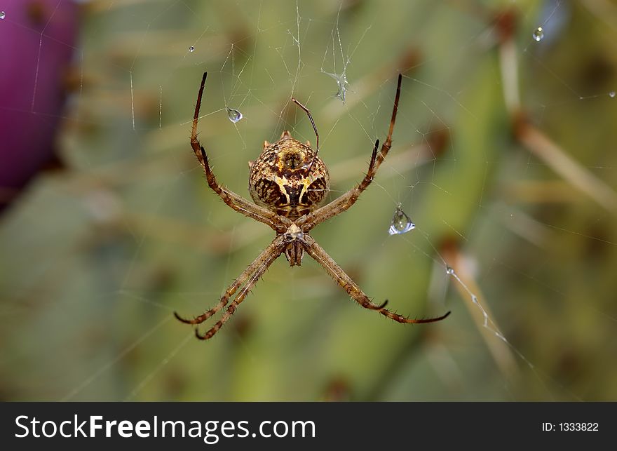 A close up of a spider and web