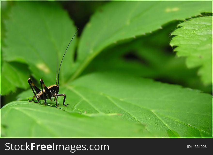 Grasshopper on e leaf in a forest. Grasshopper on e leaf in a forest