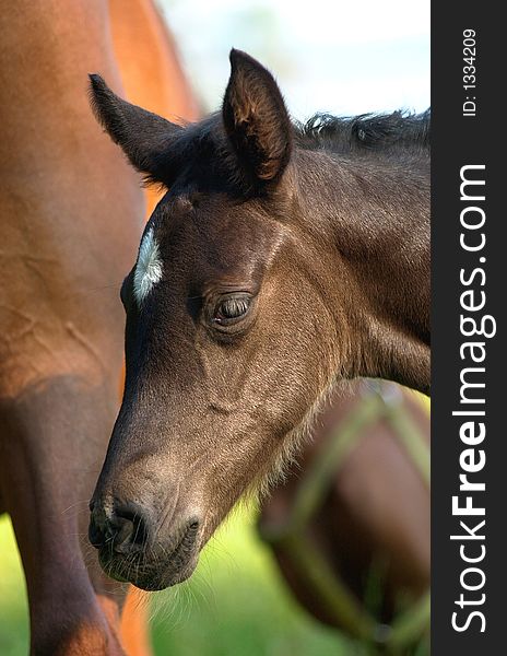 Young foal with white spot between his eyes