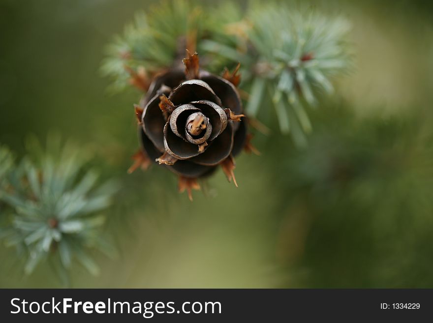 Branch With Christmas Pine Cone