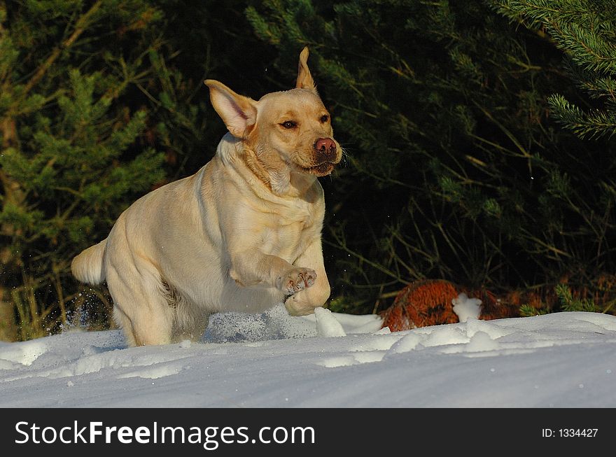 labrador retrievr playing in snow. labrador retrievr playing in snow