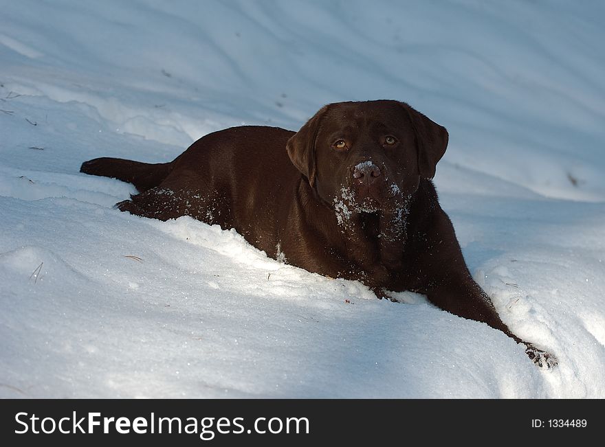 Chocolate labrador retriever portrait in snow. Chocolate labrador retriever portrait in snow