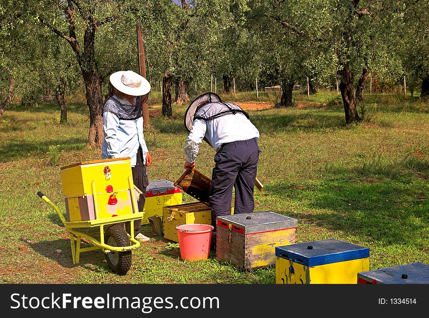 Bee Boxes And  Bee Keepers 3