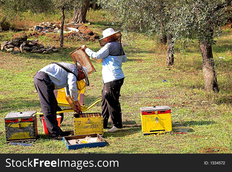 Bee boxes and bee keepers 4