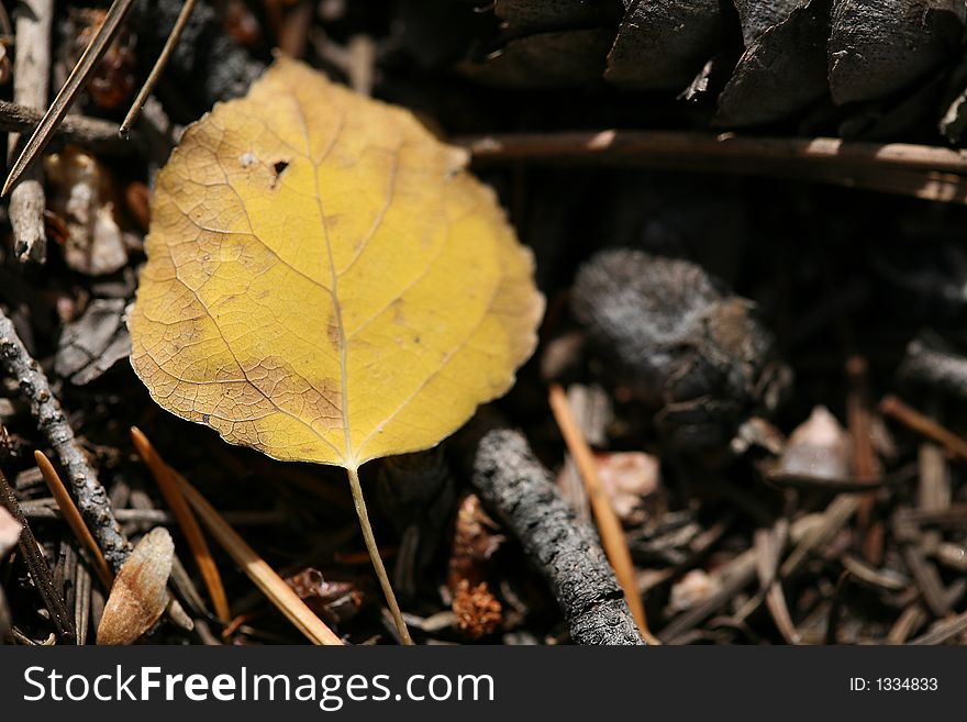 Yellow aspen leaf slowly decaying on forest ground. Yellow aspen leaf slowly decaying on forest ground