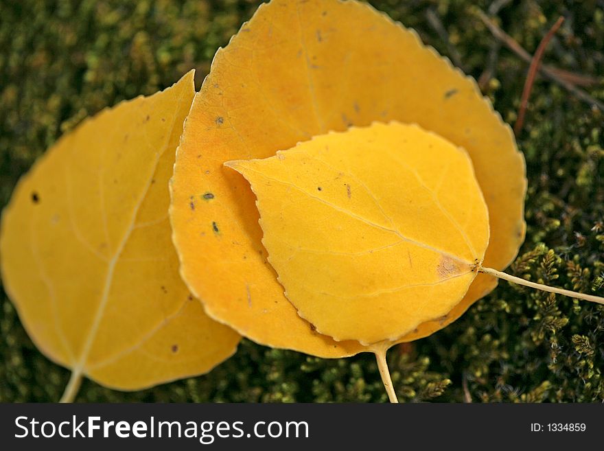 Fall season aspen leaves