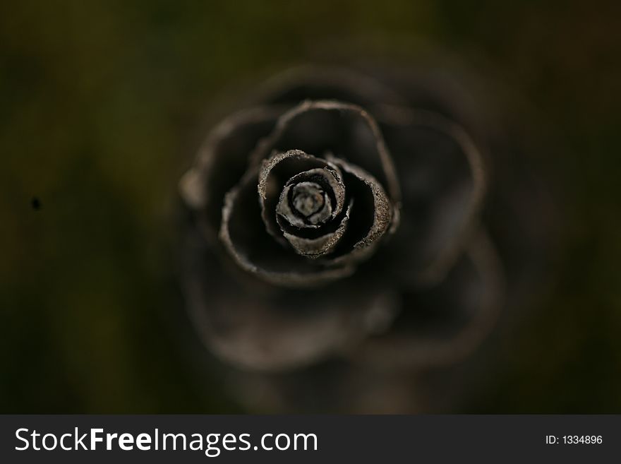 Close up detail of pine cone that looks like flower. Close up detail of pine cone that looks like flower