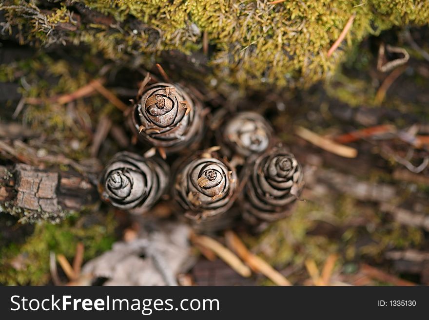 Looking down closely at pine cone details. Looking down closely at pine cone details