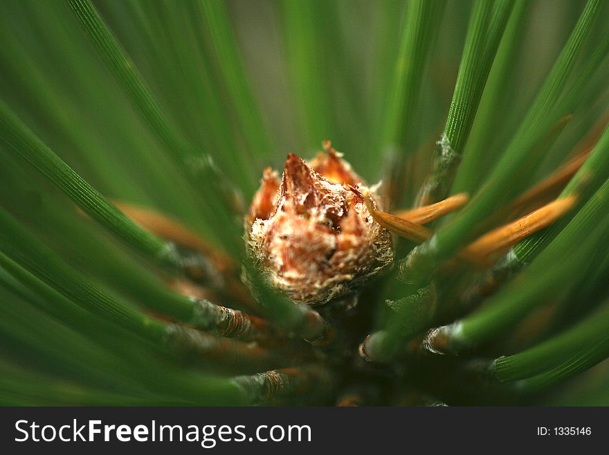 Macro Of Pine Needles