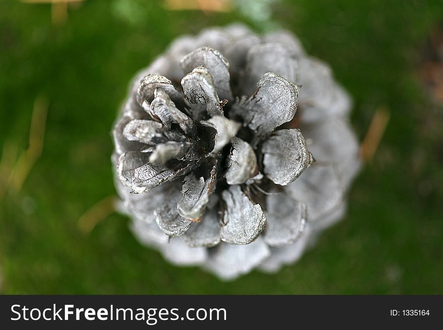 Macro of pine cone