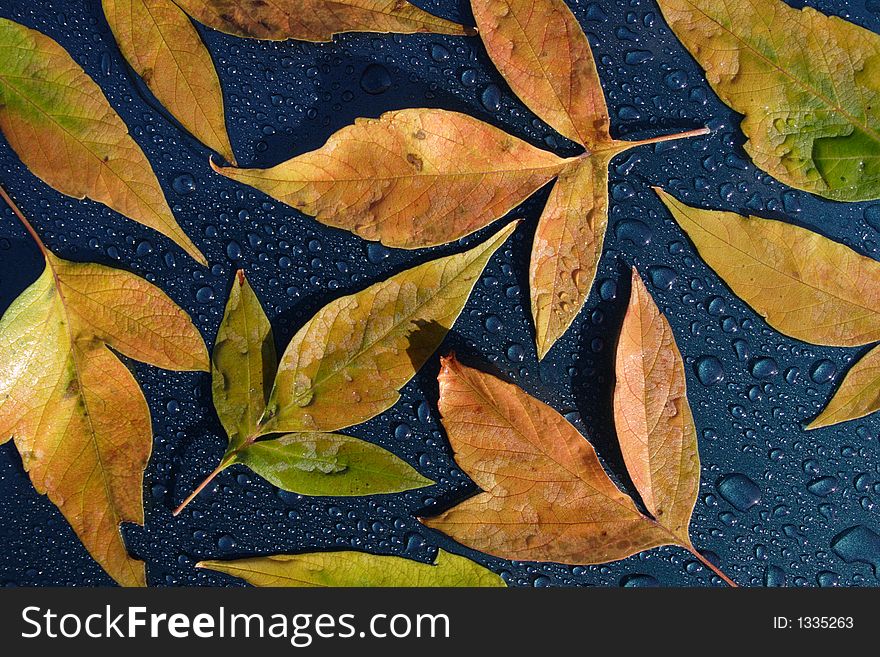 Autumn leaves and drops of water