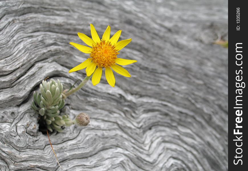 Flower In The Dry Trunk