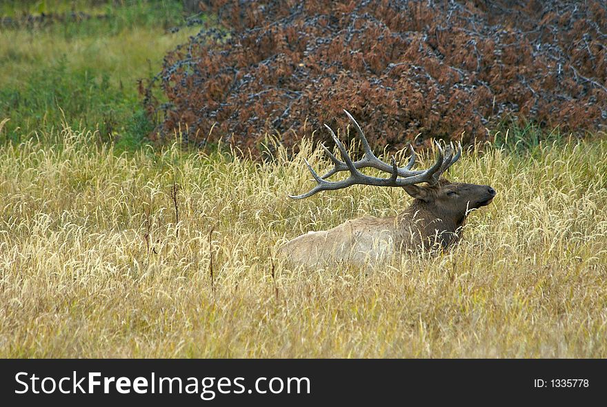 Young Bull Elk with Antlers in Velvet resting in high grass. Young Bull Elk with Antlers in Velvet resting in high grass