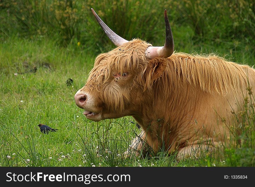 Long haired cattle from Europe. Long haired cattle from Europe