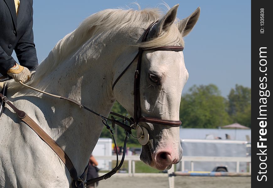 A beautiful white stallion at dressage competition. A beautiful white stallion at dressage competition
