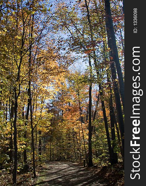 A trail through a forest in Autumn. A trail through a forest in Autumn.