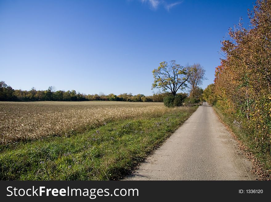 A narrow road between a field and a forest. A narrow road between a field and a forest.