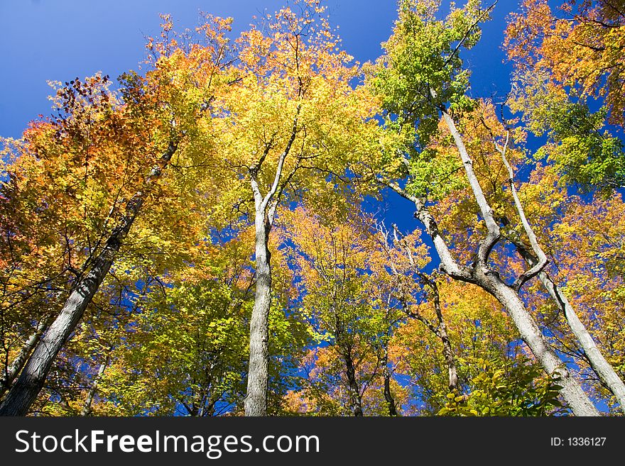 A brightly-colored image of Maple trees. A brightly-colored image of Maple trees.