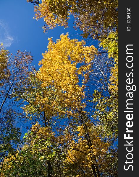 Maples in full Fall foliage.