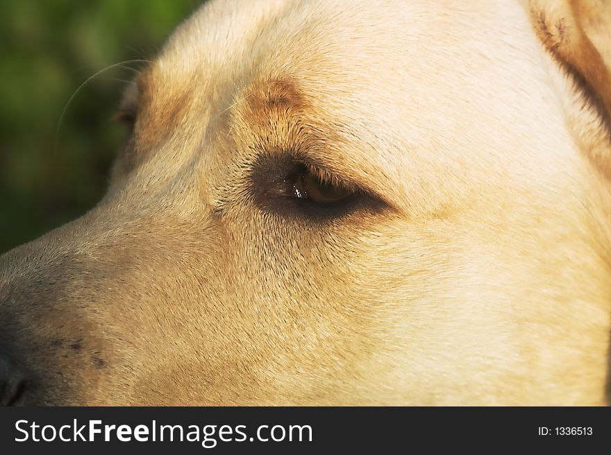 A closeup shot of a dog's eye. A closeup shot of a dog's eye