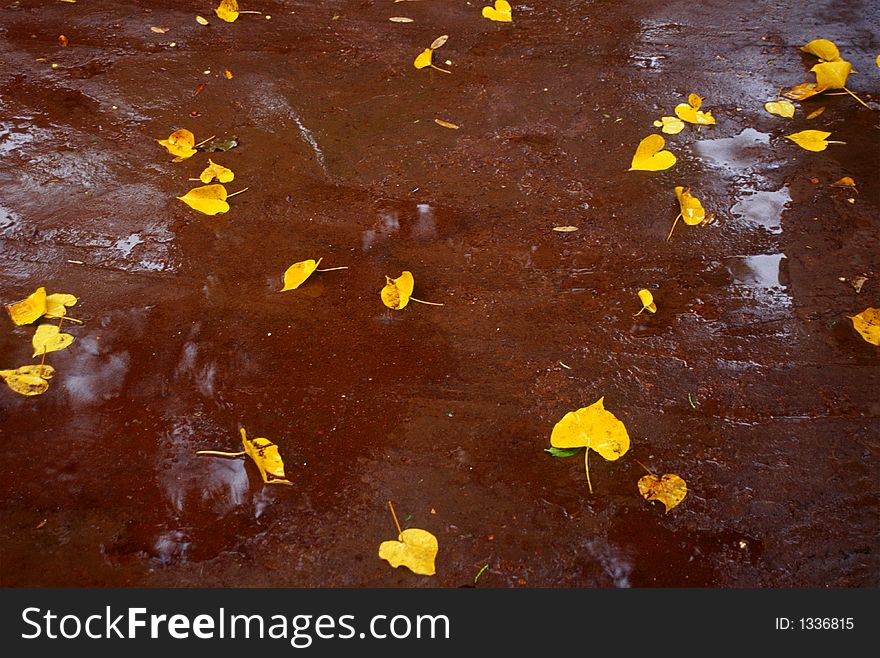 During monsoon I saw these golden yellow leaves, which were fallen on red colored wetland. During monsoon I saw these golden yellow leaves, which were fallen on red colored wetland.