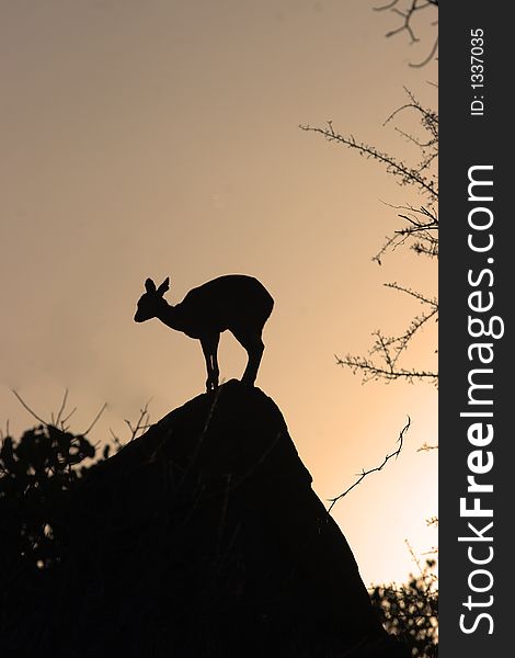 Klipspringer on a rock in kruger park South Africa