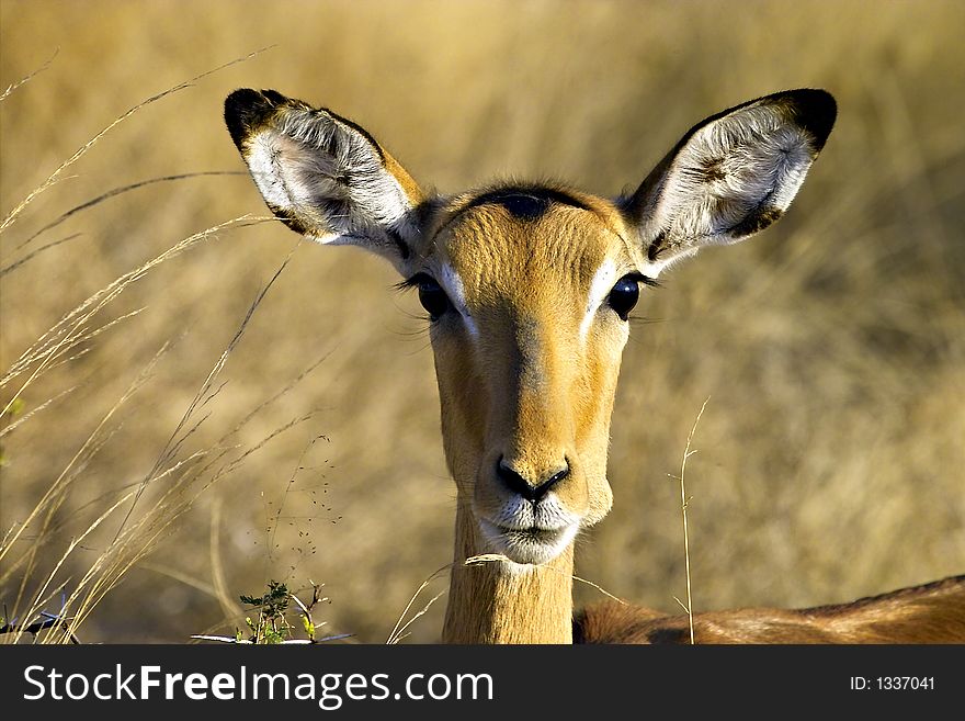 Impala with mouth full