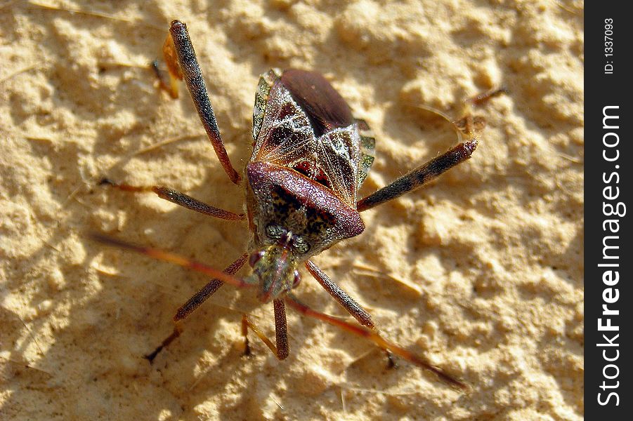 Brown long legs curious insect on sand. Brown long legs curious insect on sand