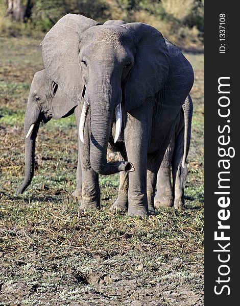 Elephants in South Luangwa