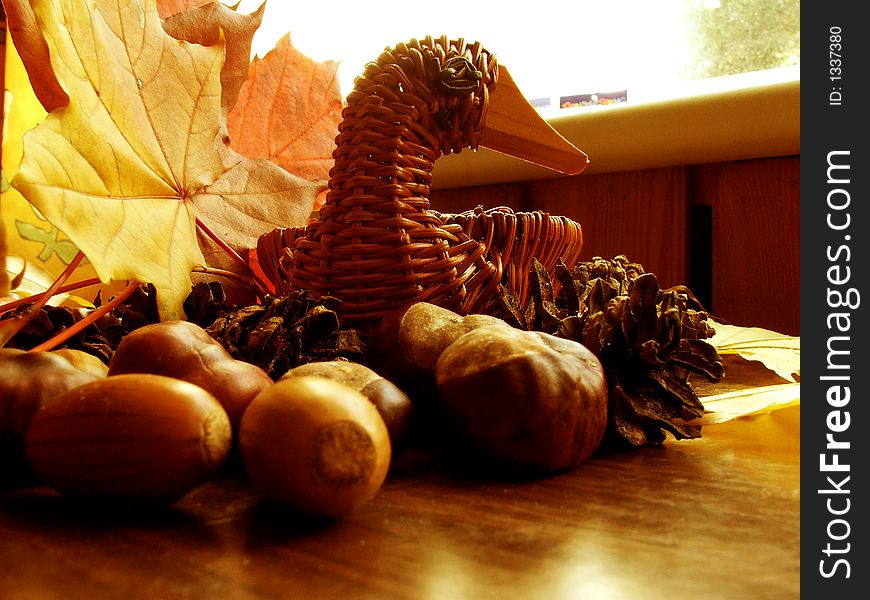 Wattled duck with autumn leaves and pineal. Wattled duck with autumn leaves and pineal