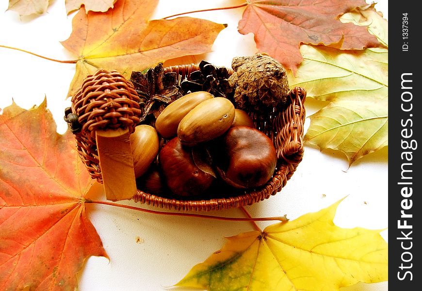 Wattled duck with autumn leaves and pineal. Wattled duck with autumn leaves and pineal