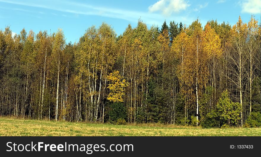 Nord West Russia 
fall 
gold trees. Nord West Russia 
fall 
gold trees
