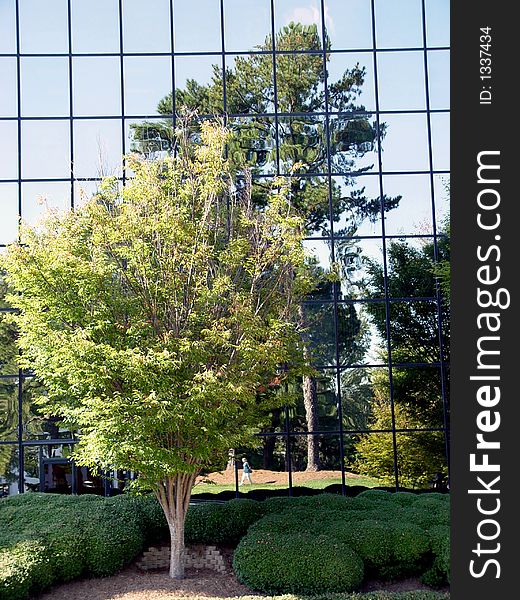 Trees reflected in office building windows. Trees reflected in office building windows