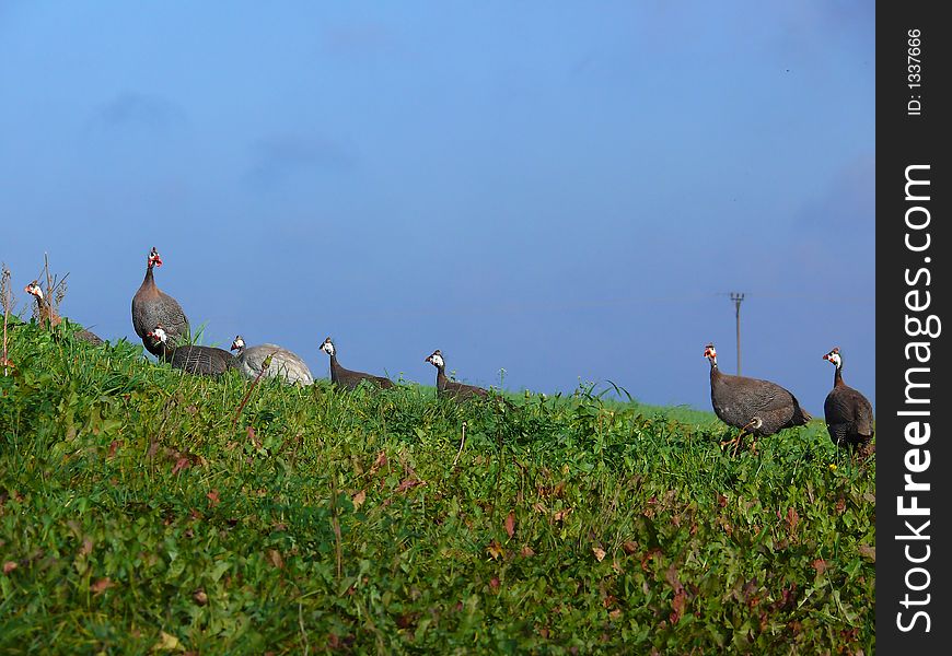 Guinea fowl on the meadow;
numida meleagris