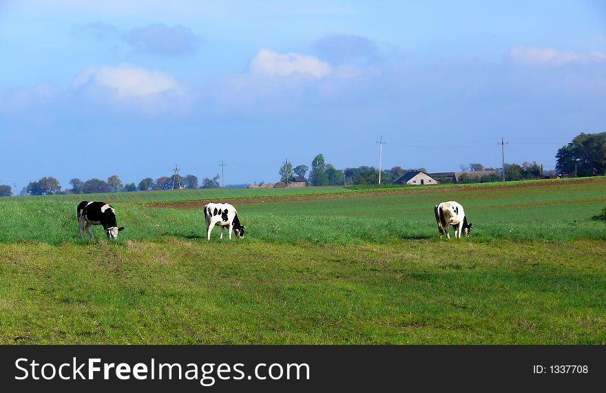 Cows in meadow, cloudly sky; Bovini;