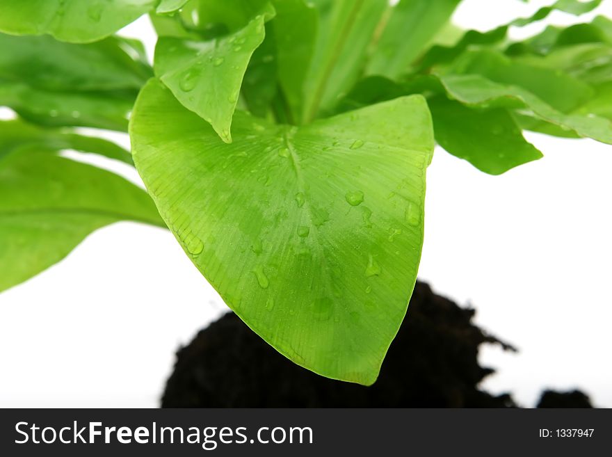 Green leaves and roots isolated on white